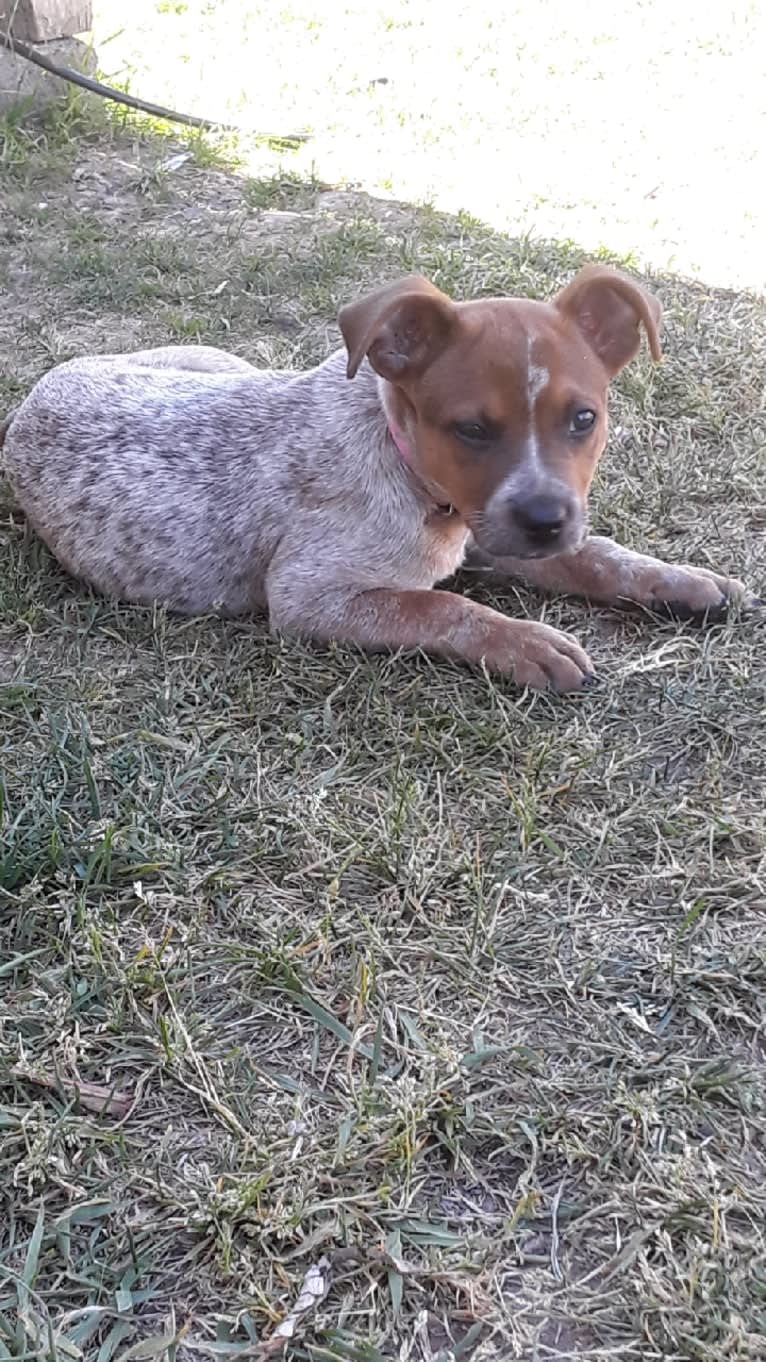 Tulsa Bleu, an Australian Cattle Dog and American Pit Bull Terrier mix tested with EmbarkVet.com