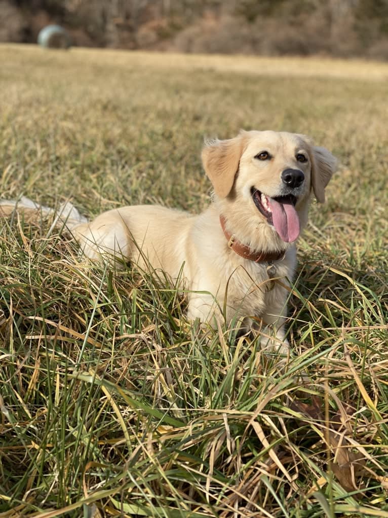 Puff, a Labrador Retriever and Golden Retriever mix tested with EmbarkVet.com