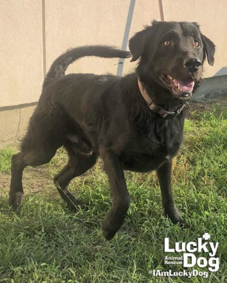 Huck, a Labrador Retriever and American Foxhound mix tested with EmbarkVet.com