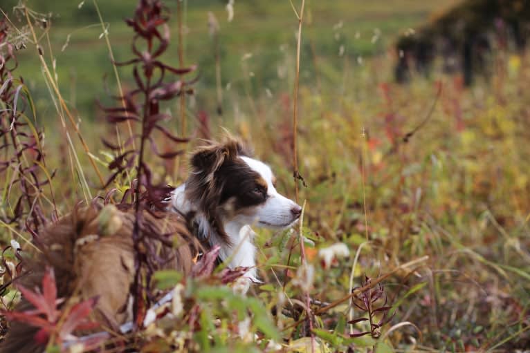 Ludo, an Australian Shepherd tested with EmbarkVet.com