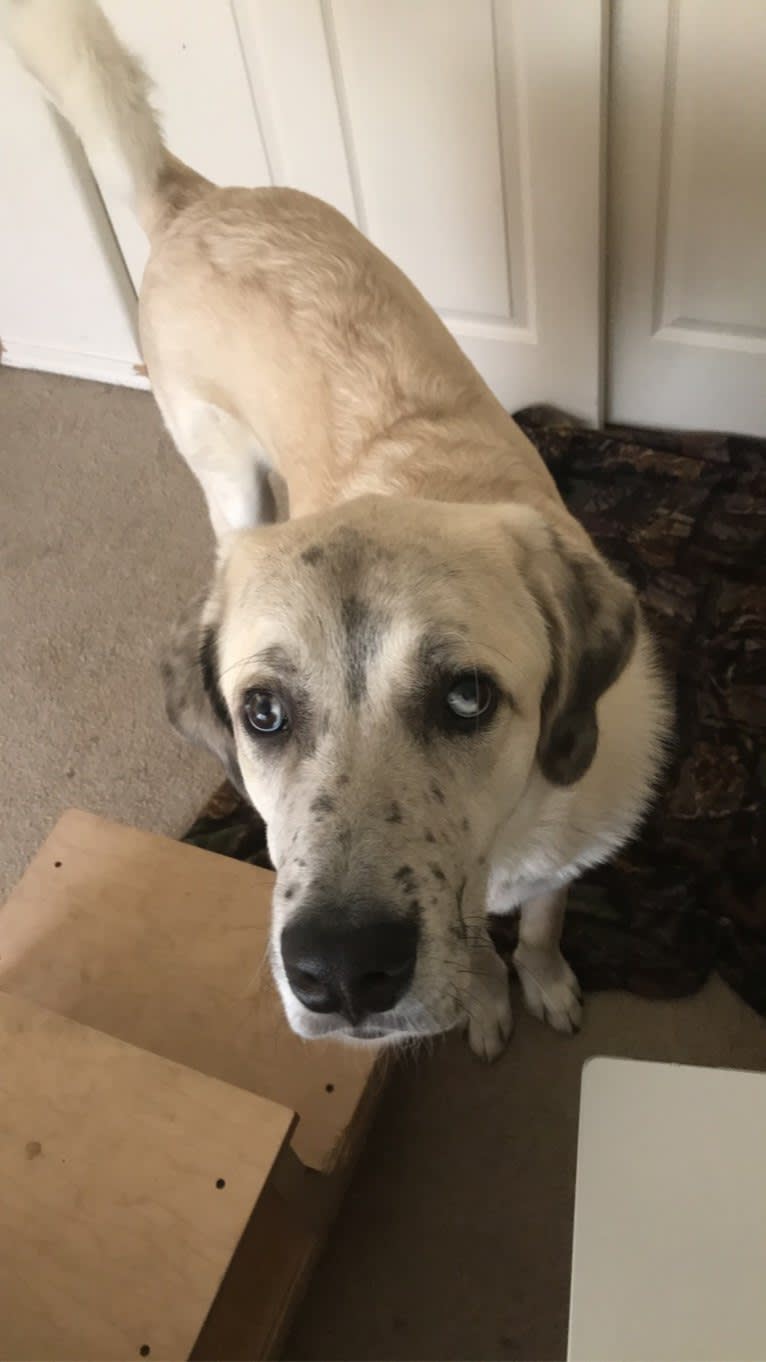 Blu, an Anatolian Shepherd Dog and Great Pyrenees mix tested with EmbarkVet.com