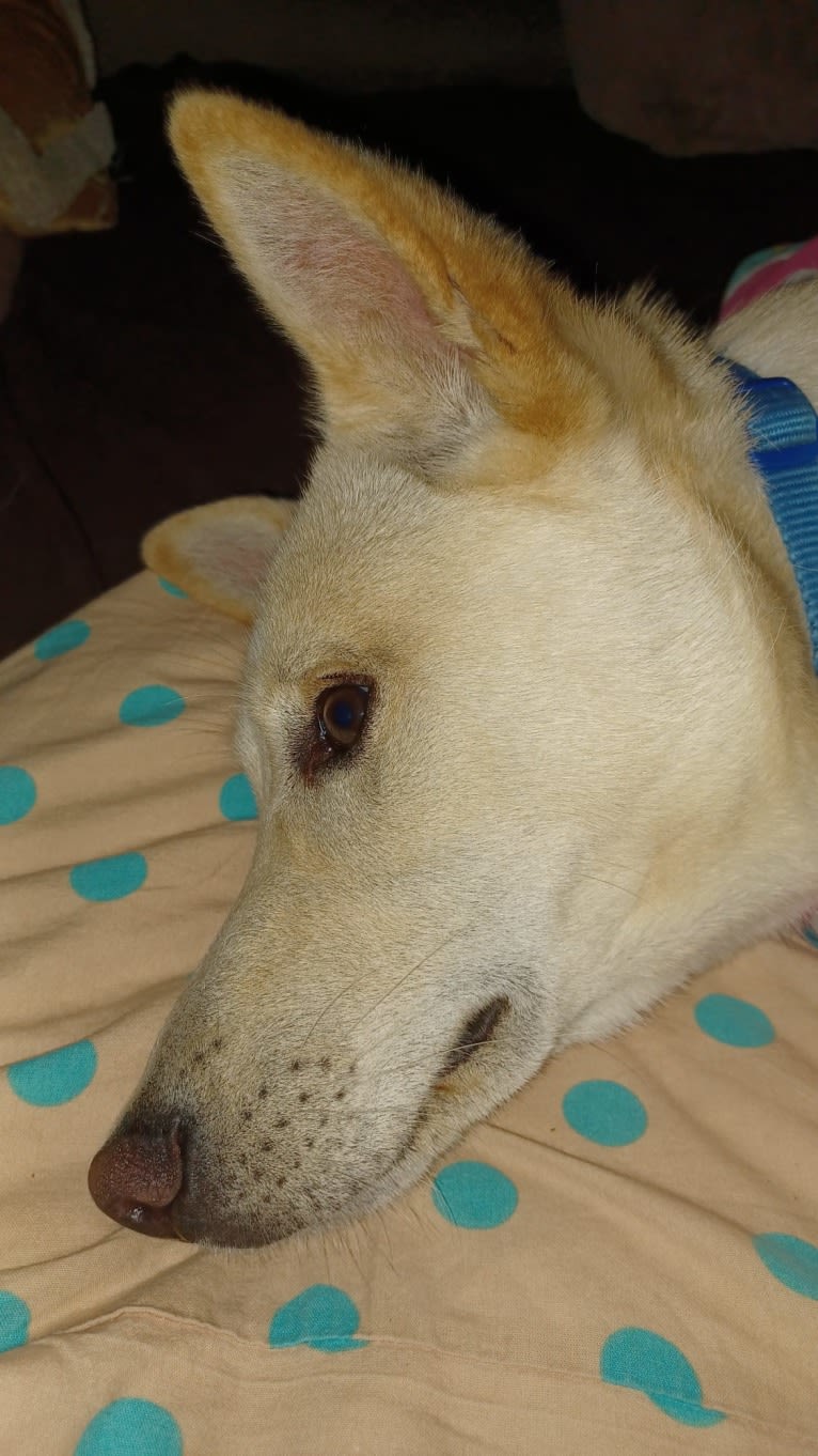 Sai, a Canaan Dog tested with EmbarkVet.com
