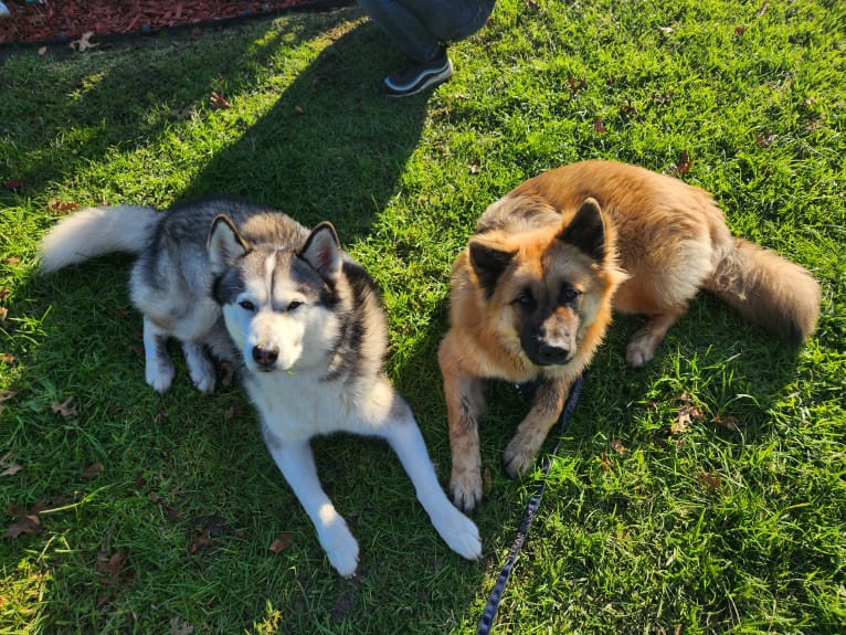 Apollo, a Samoyed and Siberian Husky mix tested with EmbarkVet.com