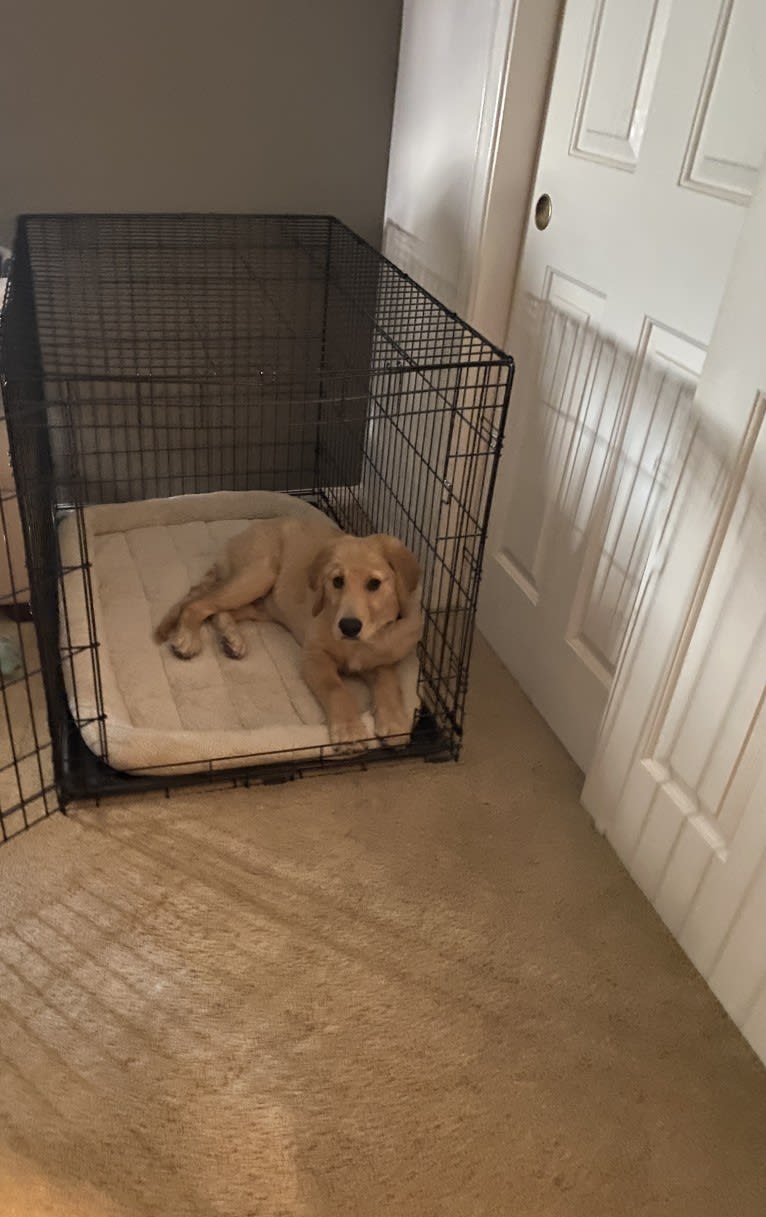 Echo, a Golden Retriever and Labrador Retriever mix tested with EmbarkVet.com