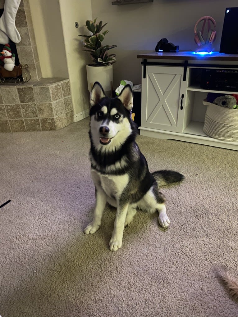 Shasta, a Siberian Husky tested with EmbarkVet.com