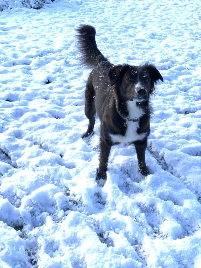 Jane, an English Shepherd tested with EmbarkVet.com