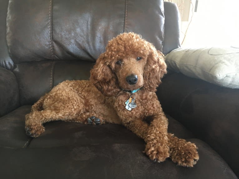 Finley, a Poodle (Small) tested with EmbarkVet.com
