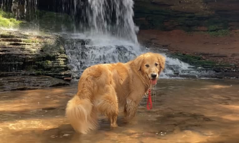 Timber “Gross Manor’s I’ll Be The One You Won’t Forget”, a Golden Retriever tested with EmbarkVet.com