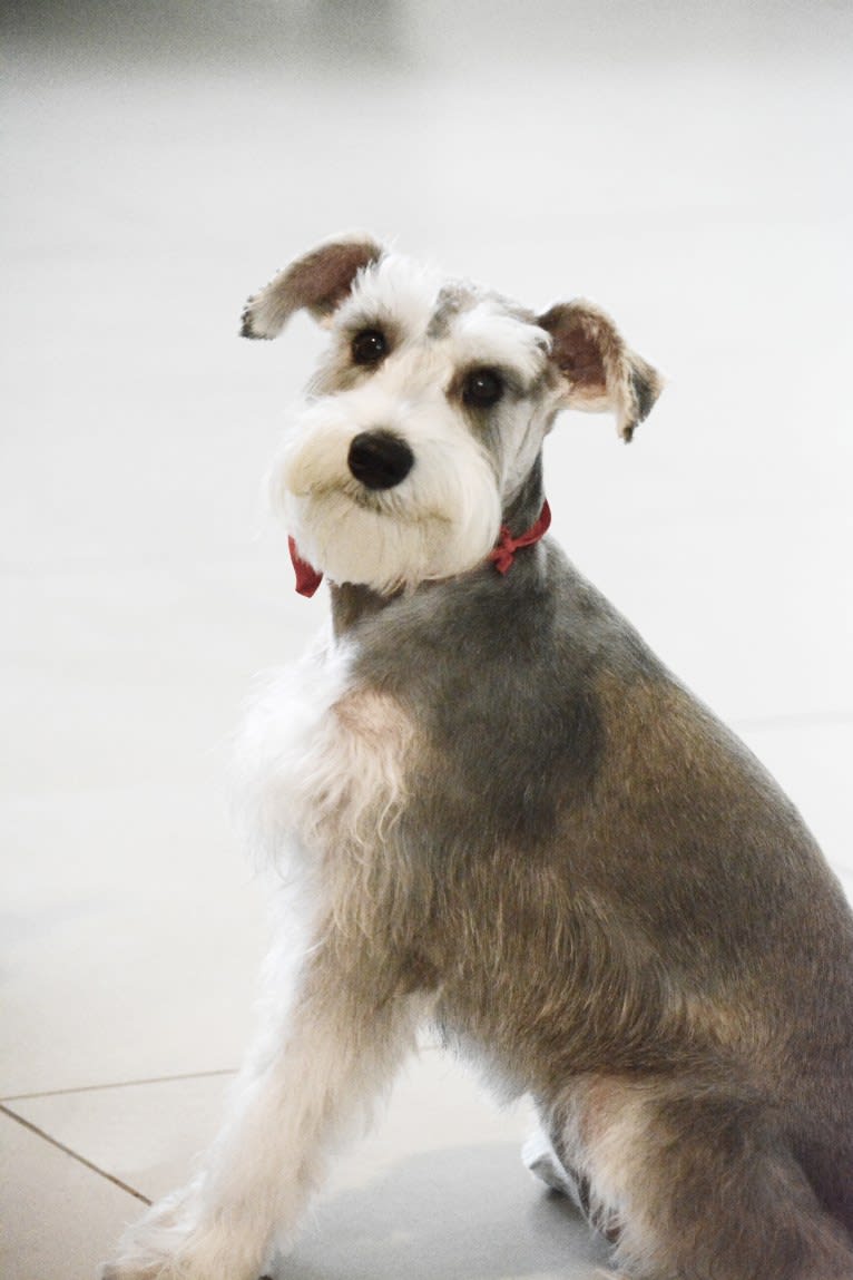 SPARTA, a Miniature Schnauzer tested with EmbarkVet.com