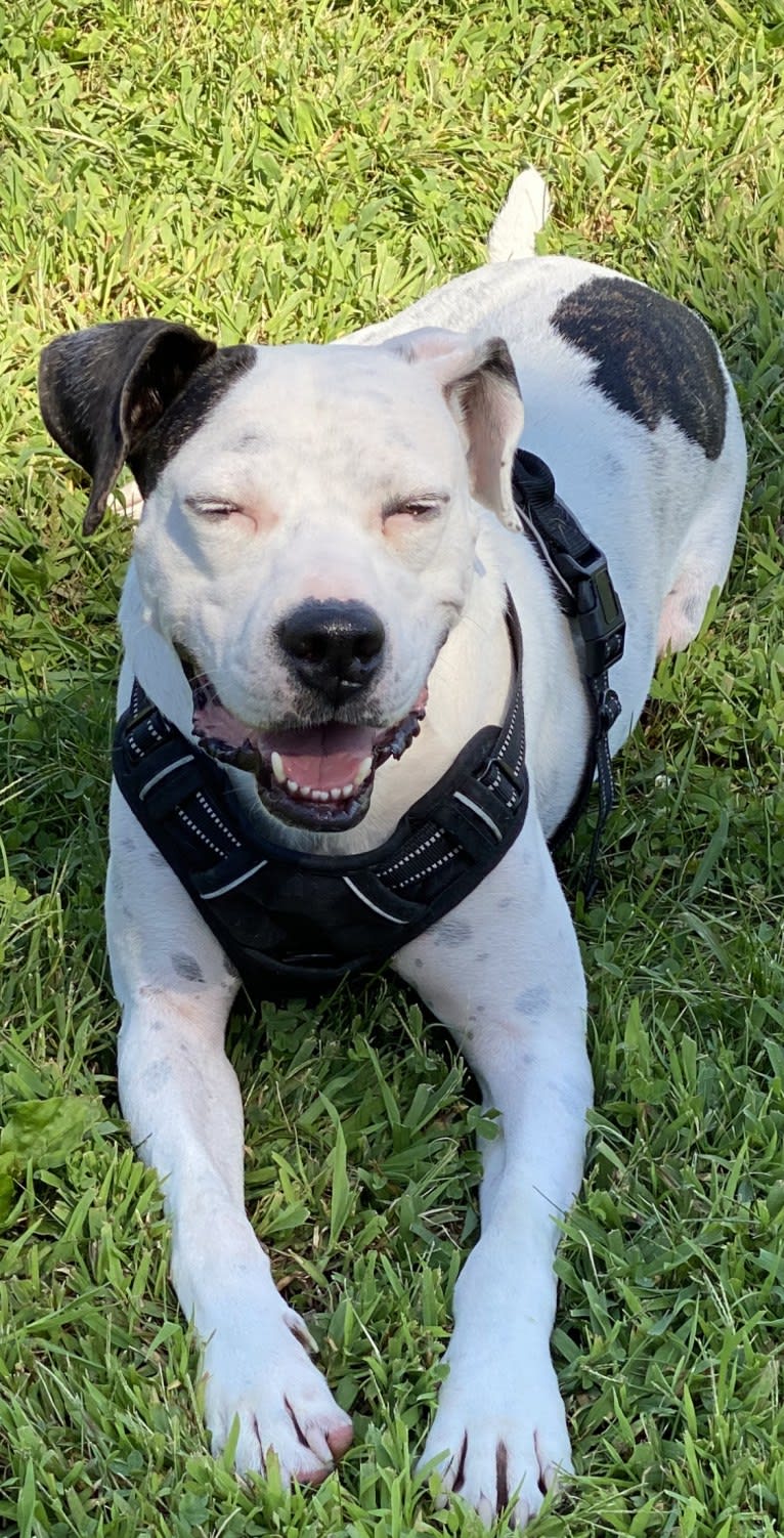 Tyson, a Boxer and American Pit Bull Terrier mix tested with EmbarkVet.com