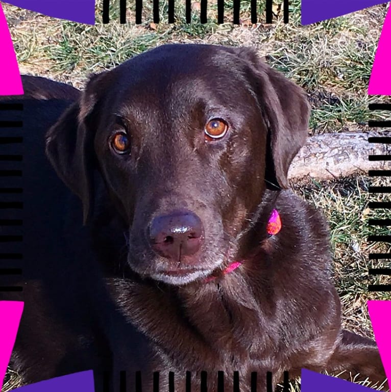RYLEE, a Labrador Retriever tested with EmbarkVet.com
