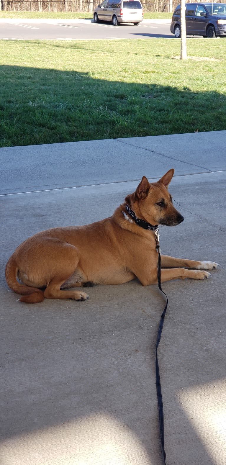 JoJo, a Northern East African Village Dog tested with EmbarkVet.com