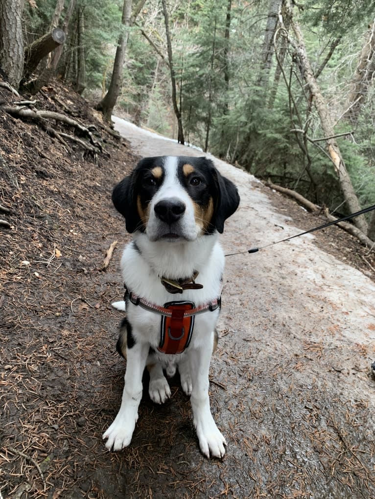 Beau, a Greater Swiss Mountain Dog and Great Pyrenees mix tested with EmbarkVet.com