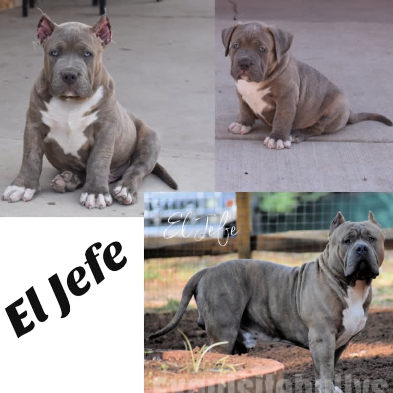 El Jefe, an American Bully tested with EmbarkVet.com