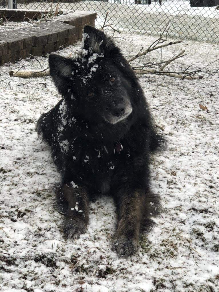 Shep, a German Shepherd Dog and Siberian Husky mix tested with EmbarkVet.com