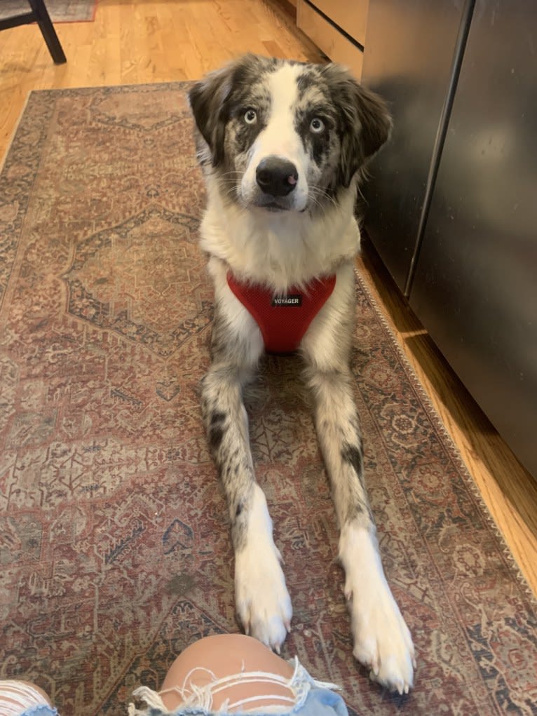 Ziggy, an Australian Shepherd and Border Collie mix tested with EmbarkVet.com