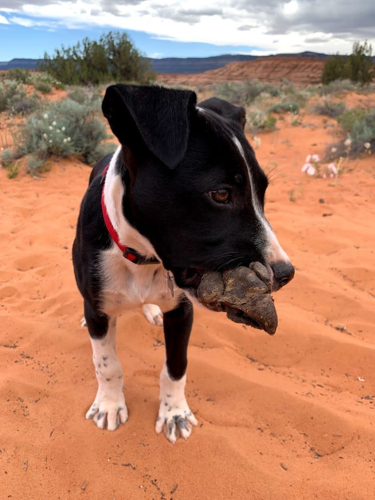 Rufus, an American Staffordshire Terrier and Australian Cattle Dog mix tested with EmbarkVet.com
