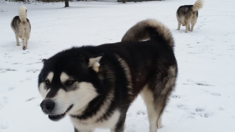 Kaskae, an Alaskan Malamute tested with EmbarkVet.com