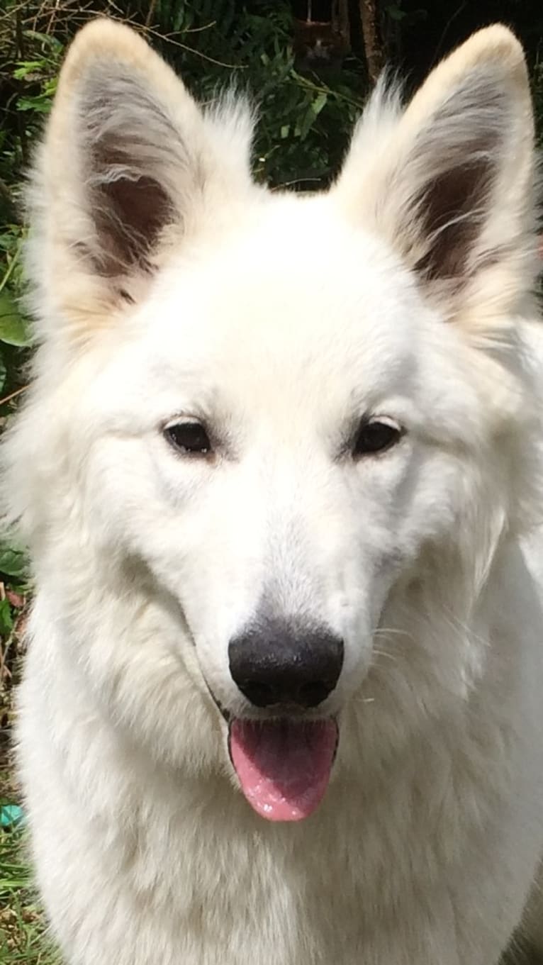 Bela, a White Shepherd tested with EmbarkVet.com