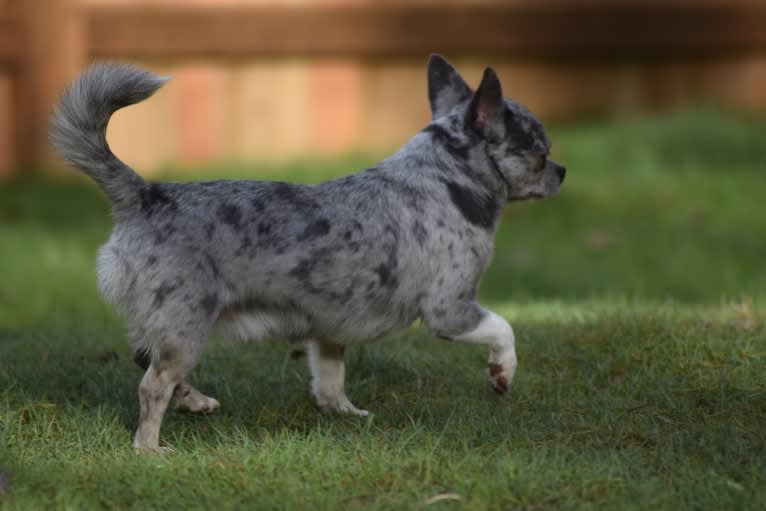 Pistachio, a Chihuahua tested with EmbarkVet.com