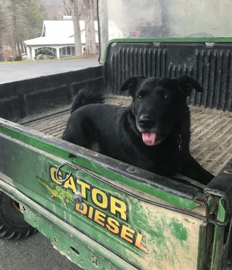 Marlo, a Chinese Shar-Pei and Border Collie mix tested with EmbarkVet.com