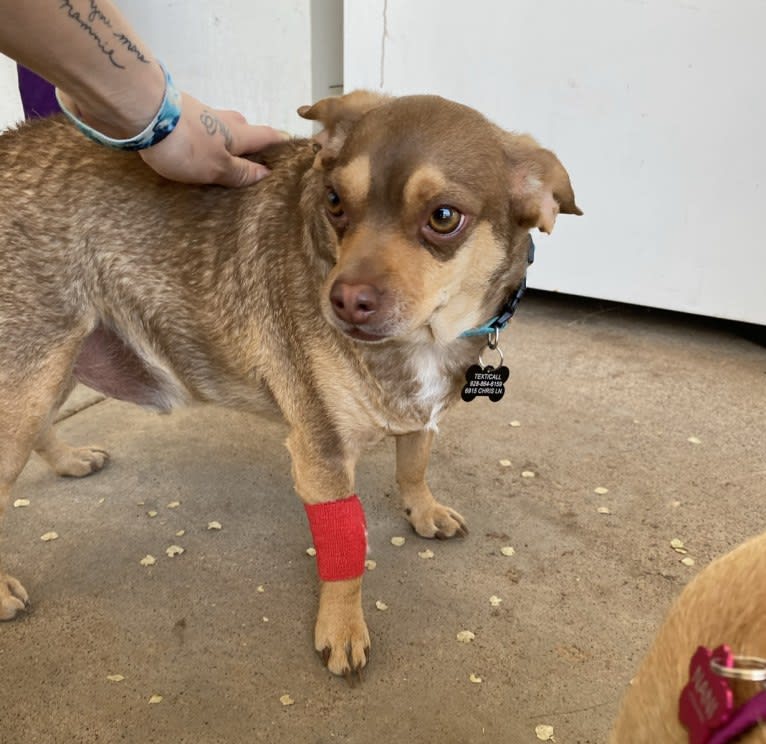 Ouija, a Chihuahua and Rat Terrier mix tested with EmbarkVet.com