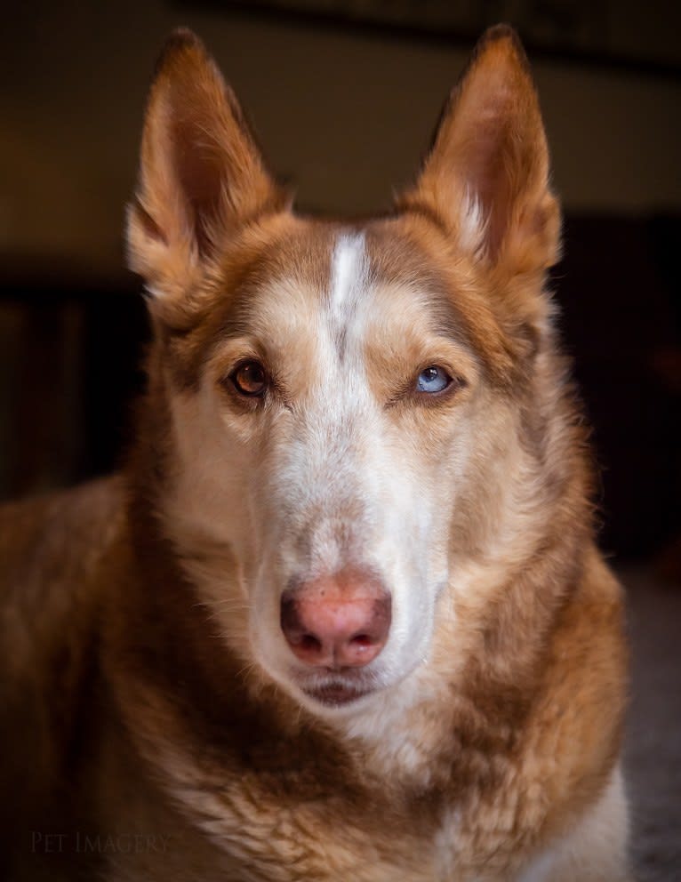 Bella, a Siberian Husky and German Shepherd Dog mix tested with EmbarkVet.com