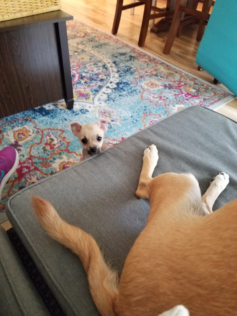Shea, a Chihuahua and Rat Terrier mix tested with EmbarkVet.com