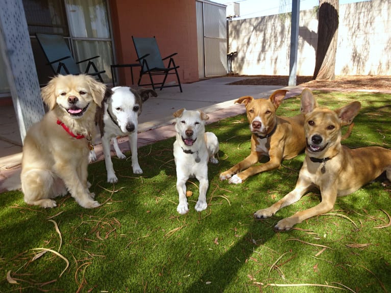 Bean, a Chow Chow and Chihuahua mix tested with EmbarkVet.com