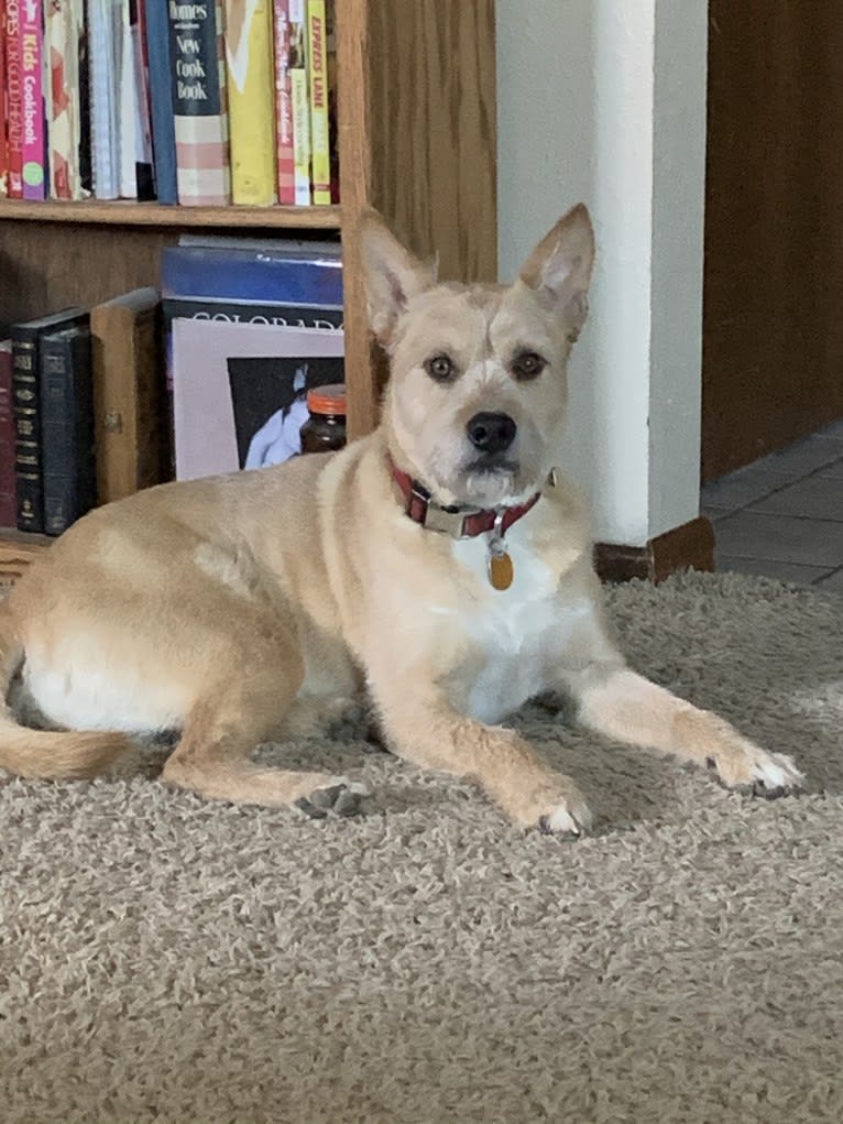 Rebel, an American Pit Bull Terrier and American Eskimo Dog mix tested with EmbarkVet.com