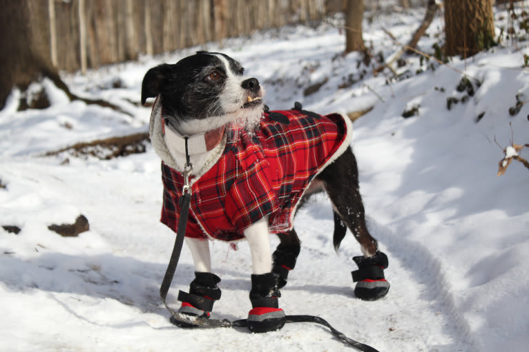 Run D.M.Zeke, a Boston Terrier and Maltese mix tested with EmbarkVet.com