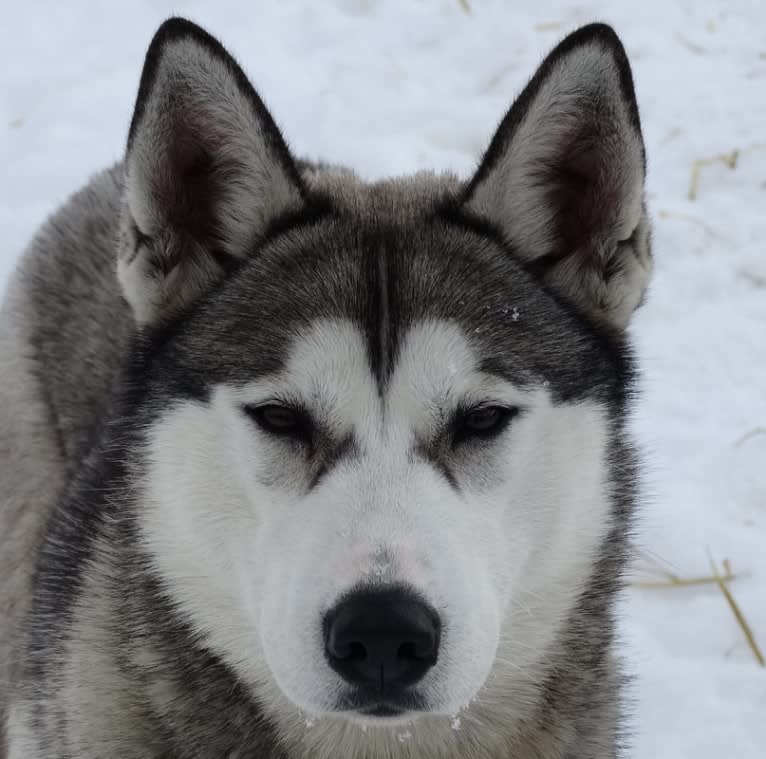 Shenanigan, a Siberian Husky tested with EmbarkVet.com