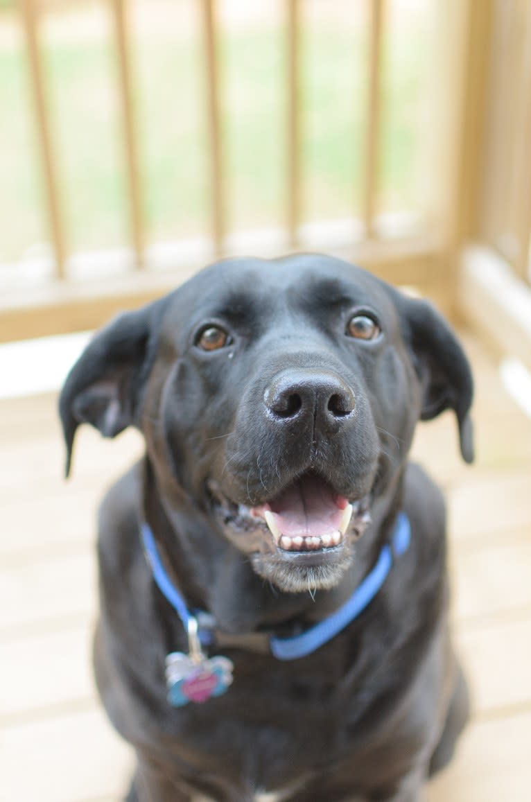 Moose, a Boxer and Labrador Retriever mix tested with EmbarkVet.com