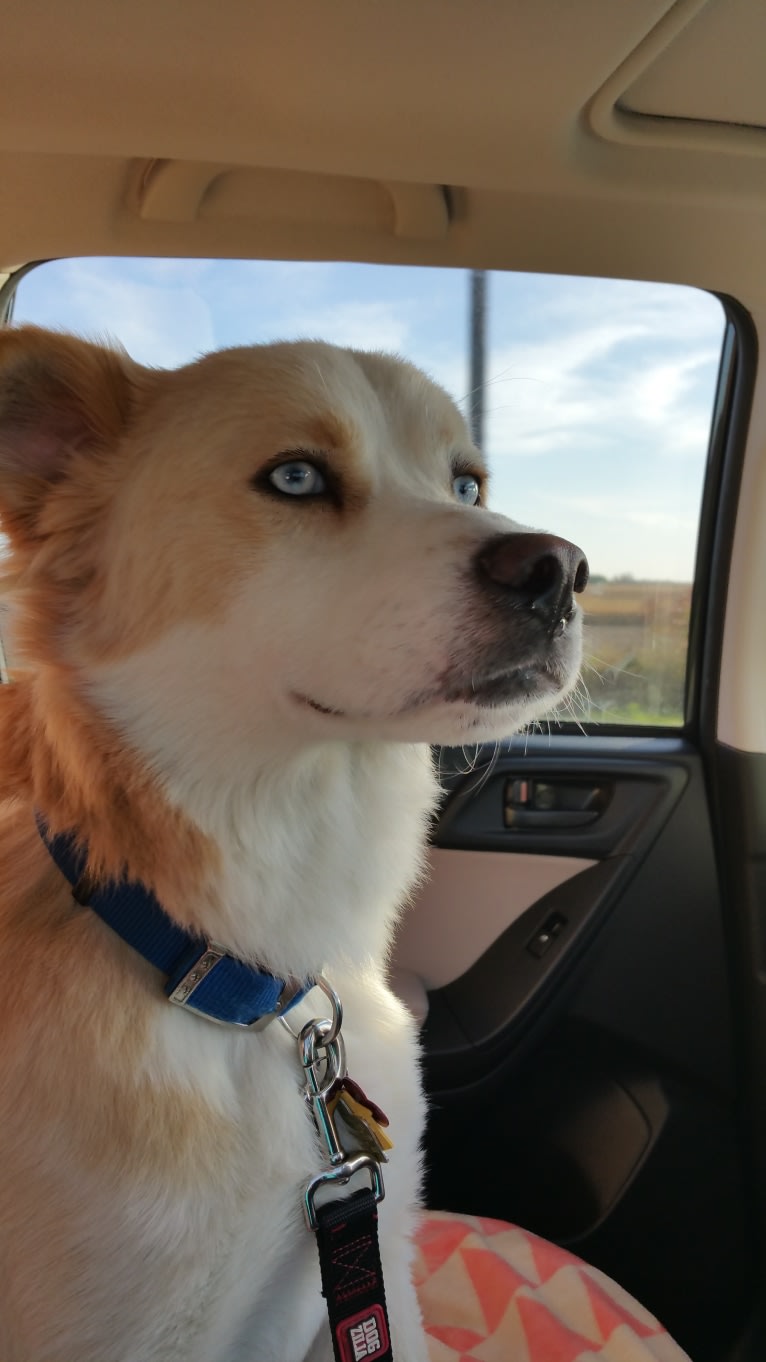 Vincent, a Siberian Husky and Boxer mix tested with EmbarkVet.com