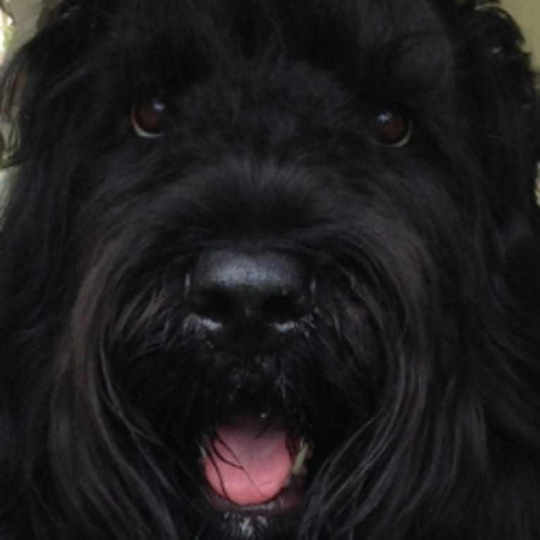 Fleur, a Black Russian Terrier tested with EmbarkVet.com