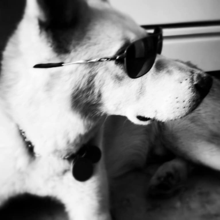 Laszlo, a Siberian Husky and American Eskimo Dog mix tested with EmbarkVet.com
