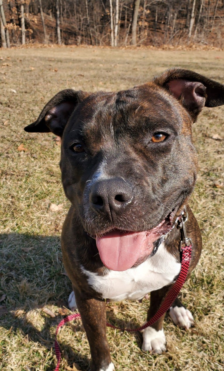 Holly Berry, an American Bully tested with EmbarkVet.com