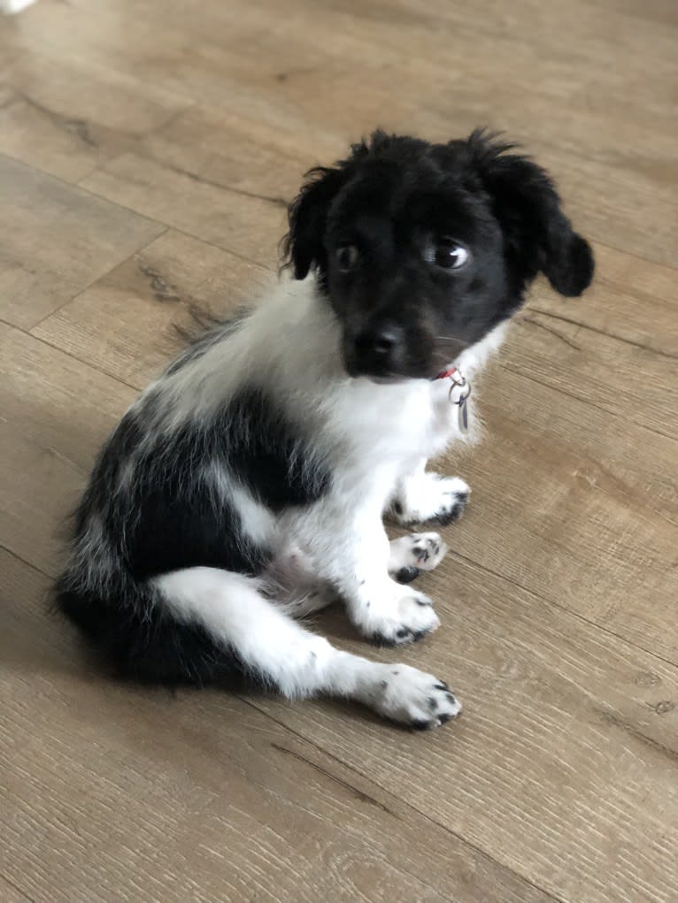 Violet Rose, a Cocker Spaniel and Poodle (Small) mix tested with EmbarkVet.com