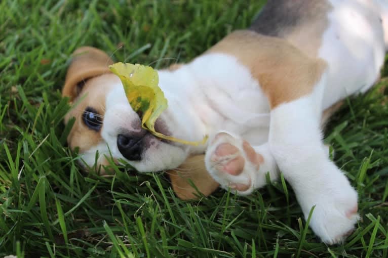 Jewel, a Beagle tested with EmbarkVet.com