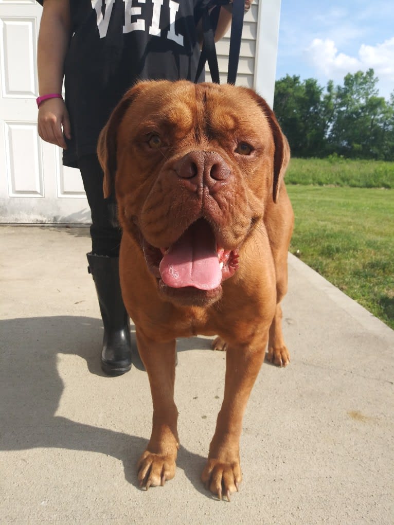 Brutis II, a Dogue de Bordeaux tested with EmbarkVet.com