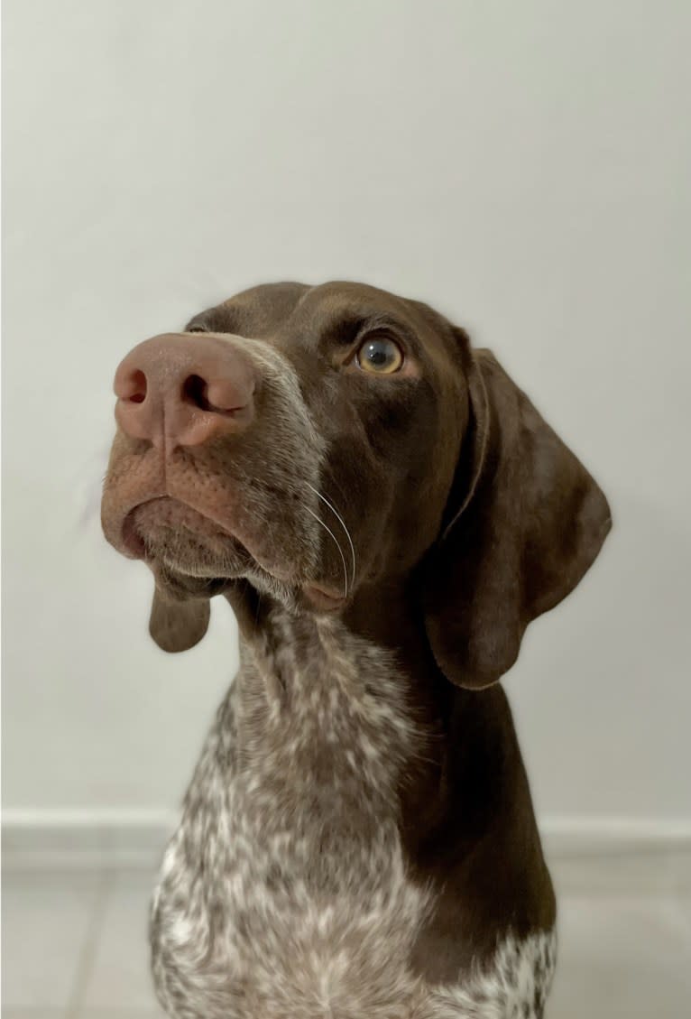 Marcela, a German Shorthaired Pointer tested with EmbarkVet.com