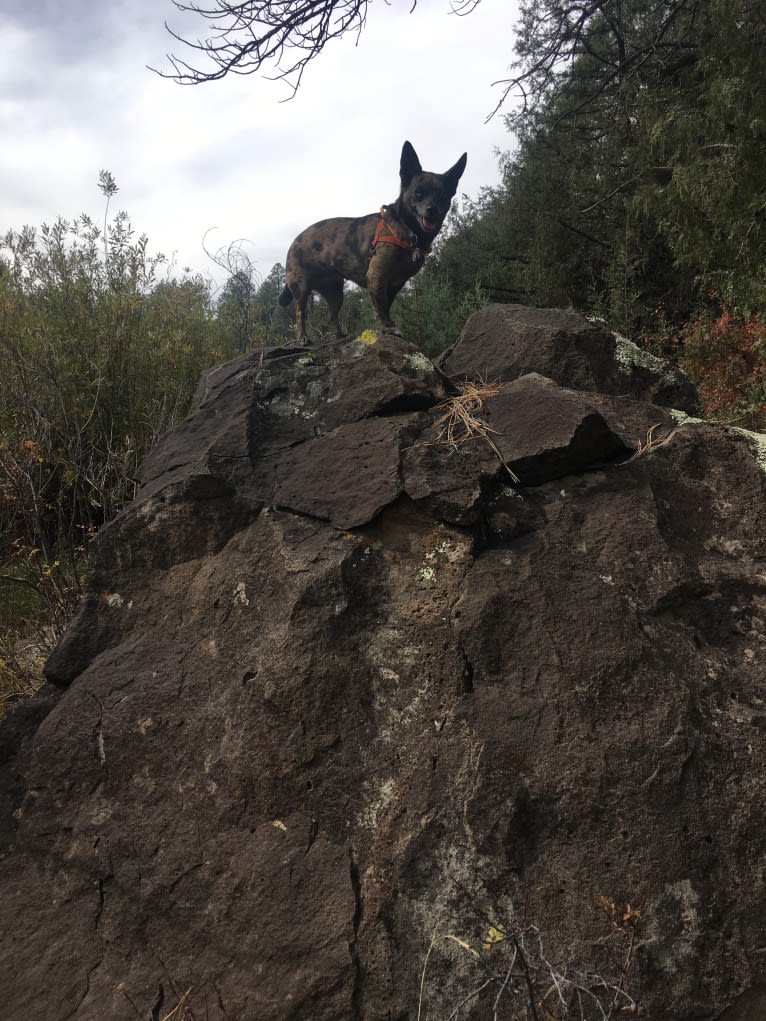 Ochi, a Chihuahua and Pomeranian mix tested with EmbarkVet.com