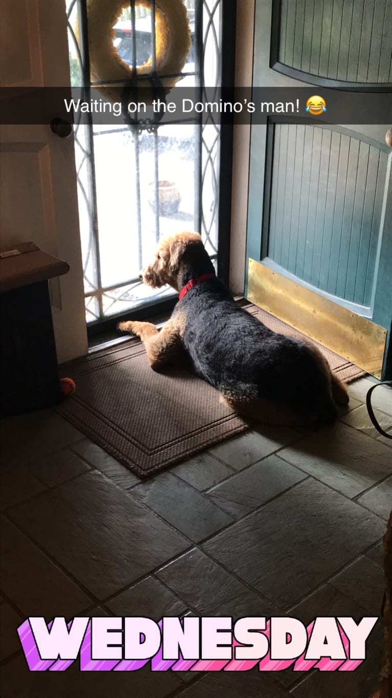 Sulley, an Airedale Terrier tested with EmbarkVet.com