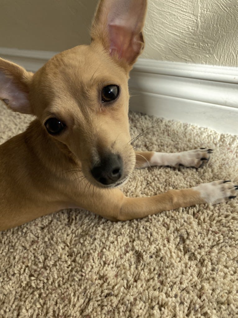 Oliver, a Chihuahua and Poodle (Small) mix tested with EmbarkVet.com