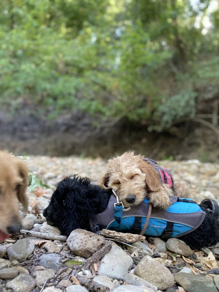 Blossom, a Poodle (Standard) and Golden Retriever mix tested with EmbarkVet.com