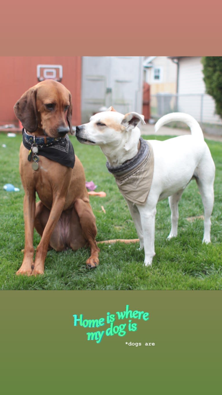 Penny, a Black and Tan Coonhound and Redbone Coonhound mix tested with EmbarkVet.com