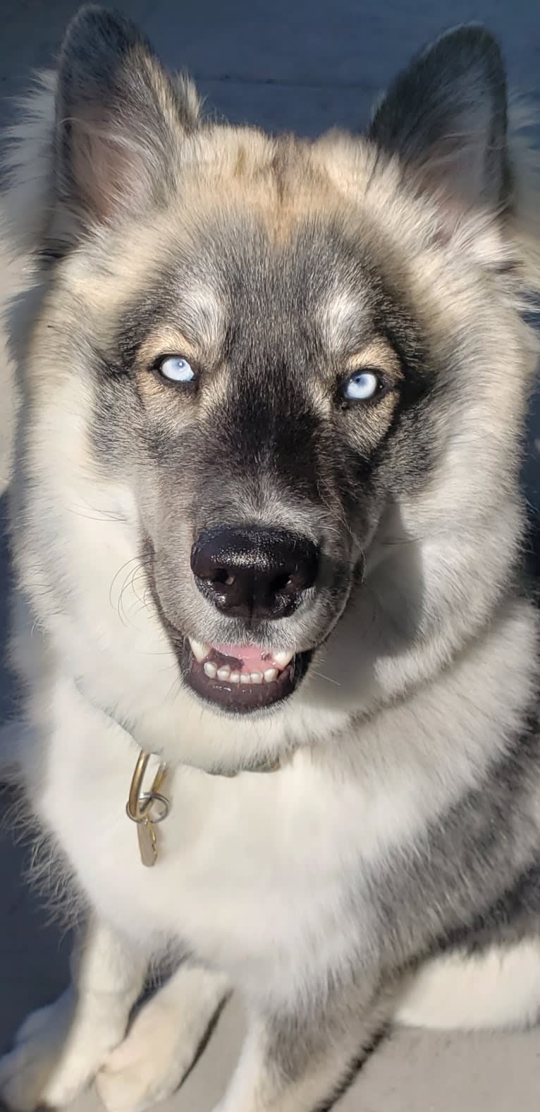 KYLO, a Siberian Husky tested with EmbarkVet.com