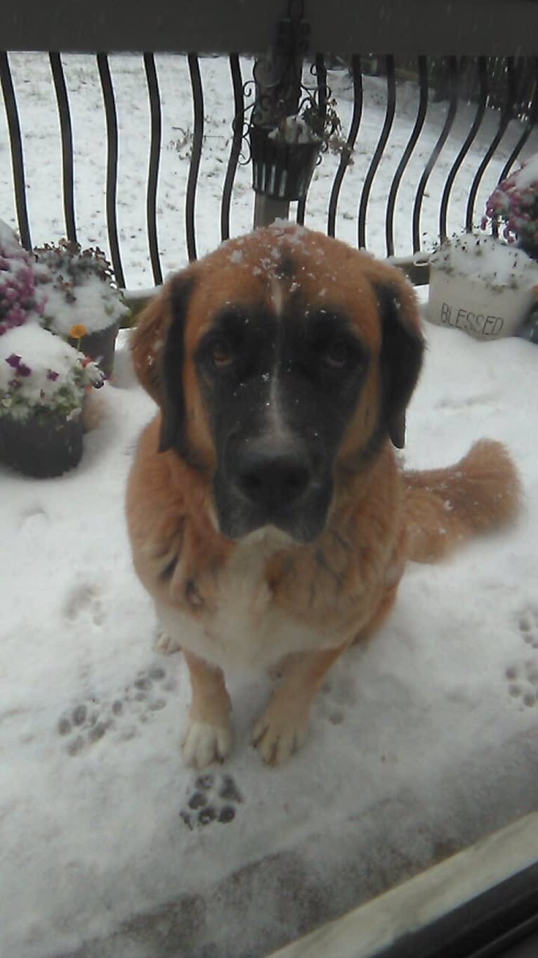 Linus, a Saint Bernard and Boxer mix tested with EmbarkVet.com