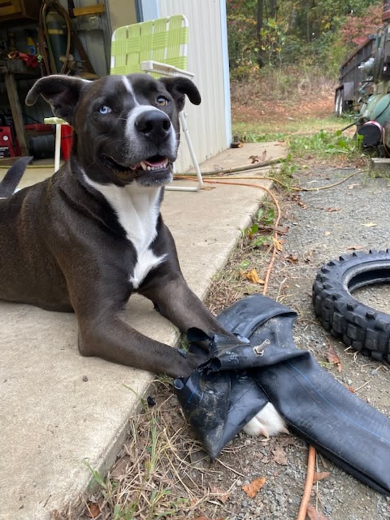 Bear, an American Pit Bull Terrier and Siberian Husky mix tested with EmbarkVet.com