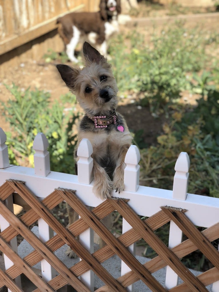 Molly, a Yorkshire Terrier and Cairn Terrier mix tested with EmbarkVet.com